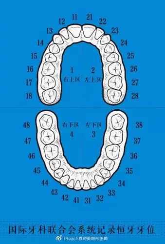 牙齿有自己专属的名字你知道吗