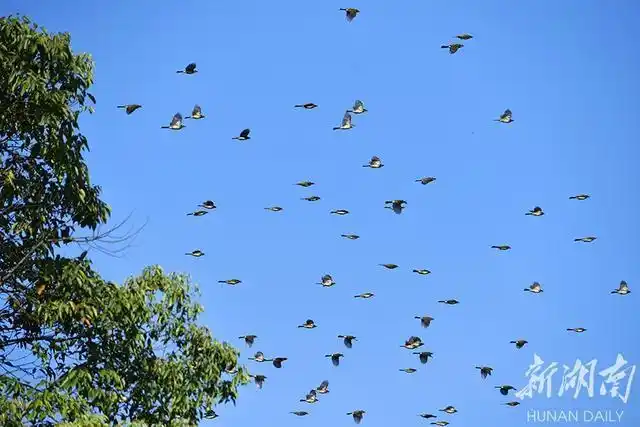秋高气爽,群鸟欢飞