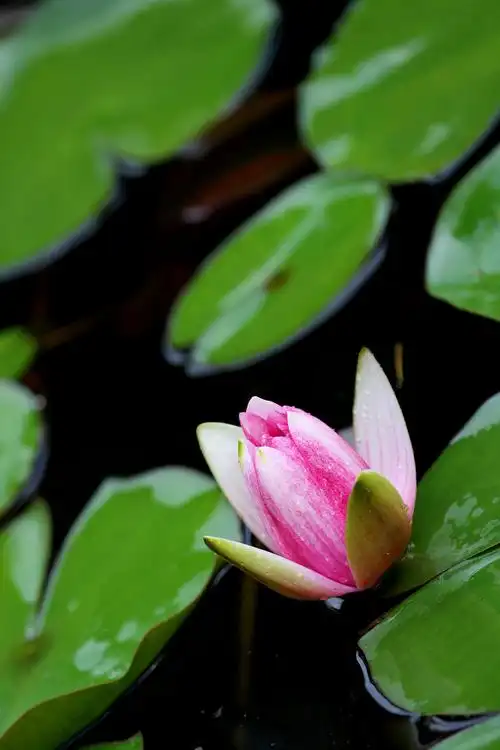 "超凡脱俗"背景音乐请点击