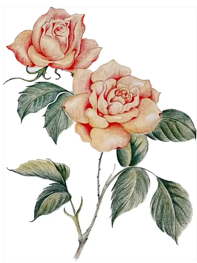 彩铅画#月季花#附详细步骤图 色号 马可雷诺阿系列120色