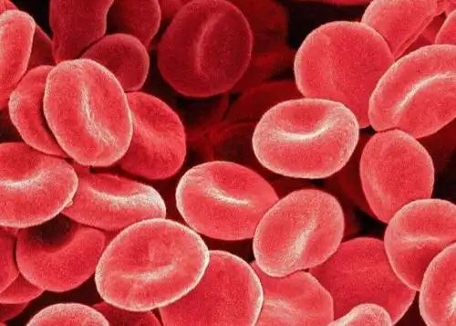 血液中大部分成分为红细胞,红细胞会将肺部的氧气运送到全身的字