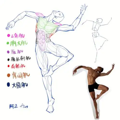 人体结构肌肉练习1350带过程