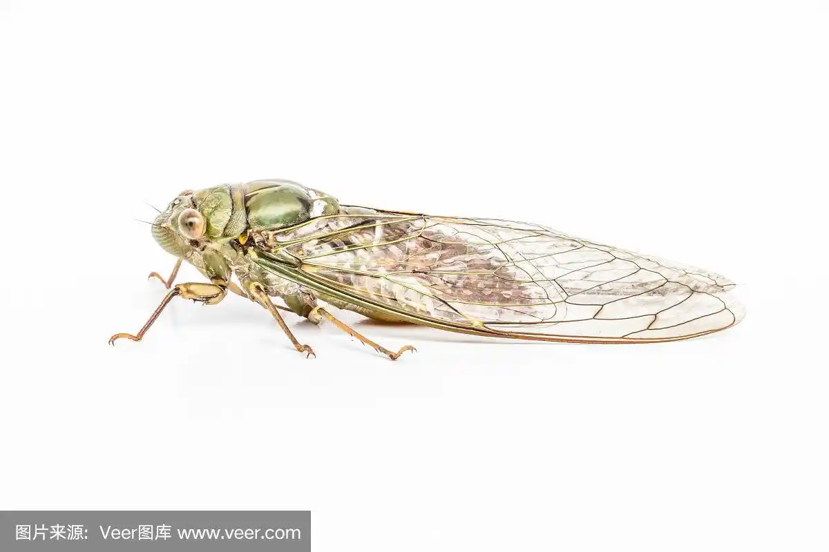 蝉虫孤立在白色背景上.