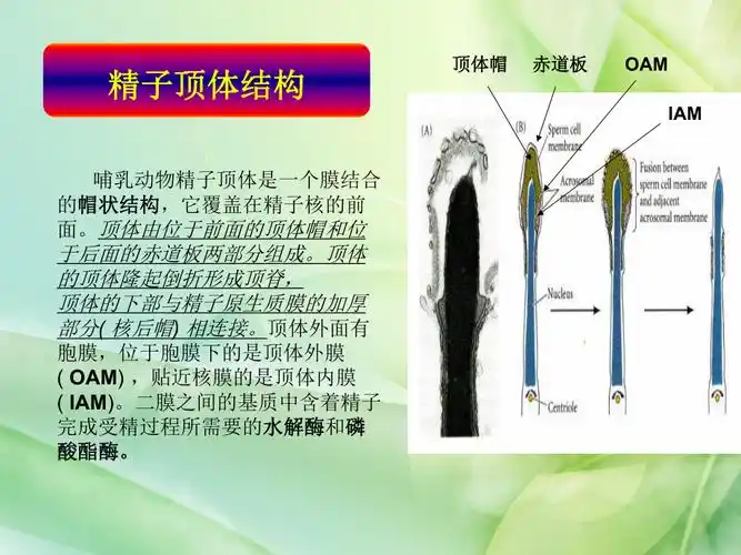 哺乳动物精子顶体反应检测方法研究进展