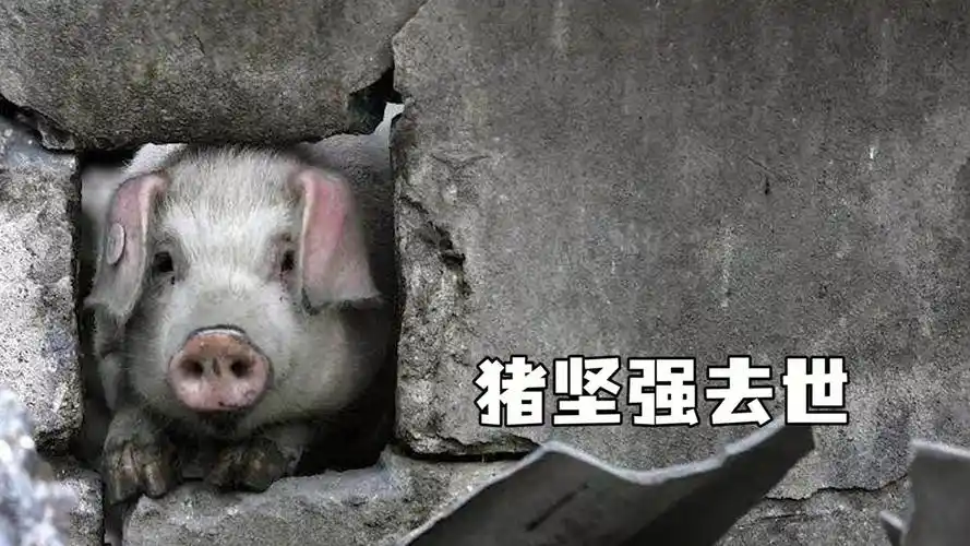 14岁猪坚强因年老衰竭死亡 ,生命终会到尽头,但精神不会