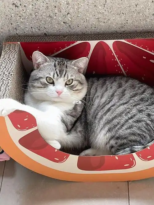 公猫绝育后脸真的会变小诶07