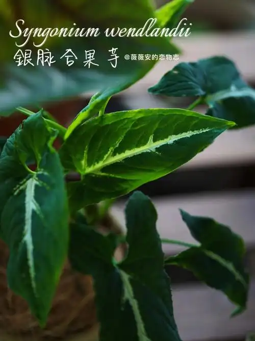 我的100种植物036银脉合果芋
