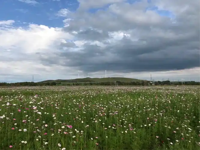 行驶四个多小时,300多公里,到达河北沽源的五花草甸.