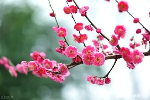 位列我国古代十大名花之首,梅兰竹菊并称花中四君子,梅花的花期是在