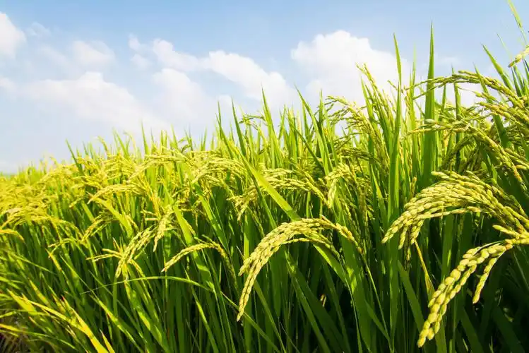 水图片大全-水高清图片下载-觅知网