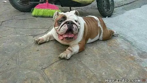 斗牛犬牛牛的照片