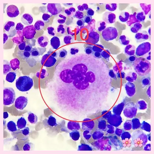 基础细胞图片 - 美篇