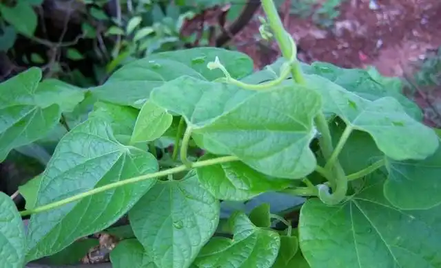 这野草人称打不死却是治跌打损伤好药材家中可常备