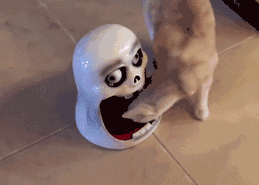 猫吓人吓一跳gif动图_动态图_表情包下载_soogif