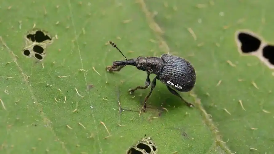 【虫谱大观】卷叶象