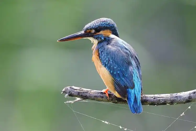 翠鸟图片鸟类翠鸟