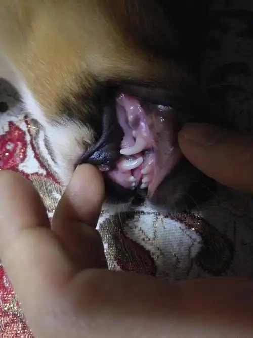 懂的人～帮我看看狗狗多大了 几个月大概 给狗狗牙齿照片