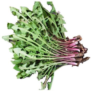 现挖新鲜蒲公英 蒲公英 婆婆丁 苦菜食用婆婆丁 新鲜3斤装