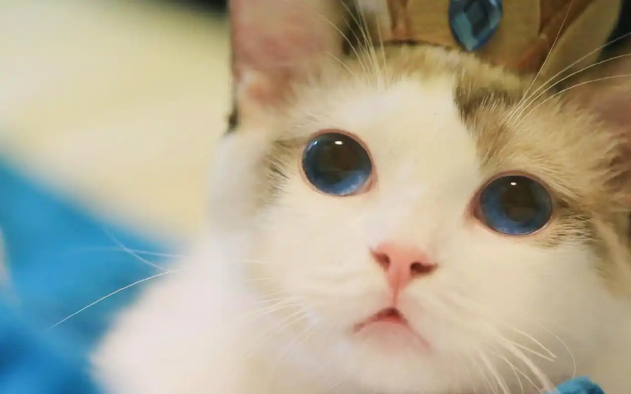 可爱的白猫动物图片电脑高清壁纸