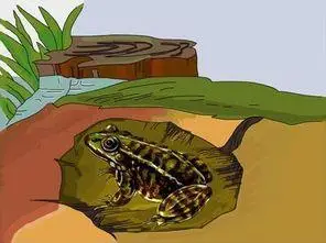 冬眠的青蛙简笔画冬眠的青蛙简笔画彩色