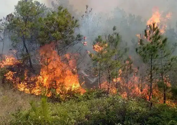 在可燃物和天气条件都有利于森林燃烧的条件下,火源是发生森林火灾的