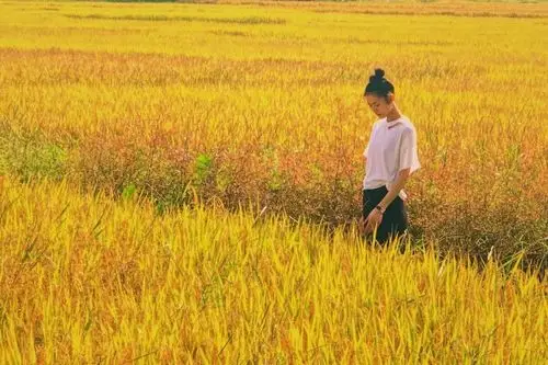刘雯金色麦田唯美意境写真图片