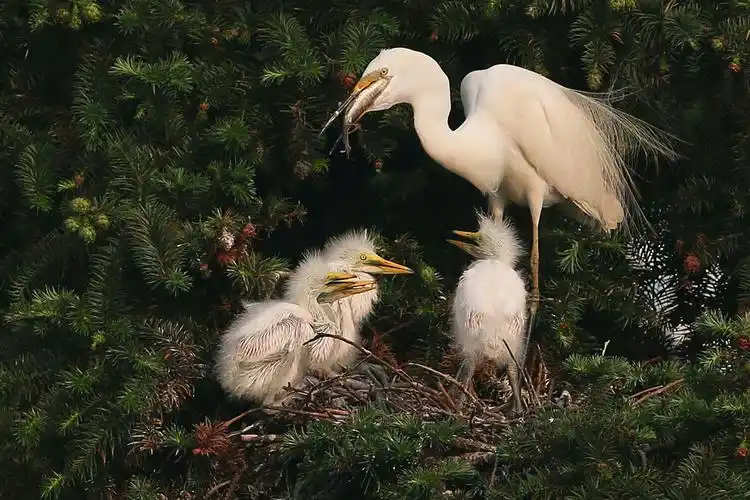 高贵大气的白鹭