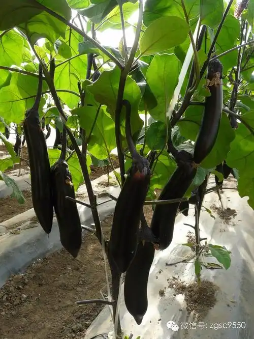 茄子新品种海丰长茄3号