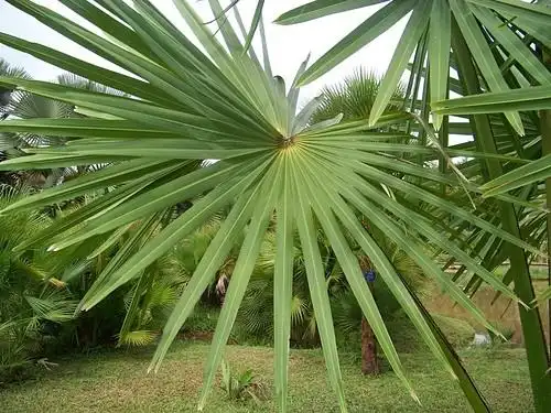 贝叶经之思古幽情