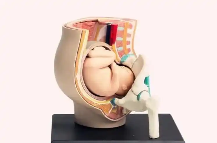 胎儿入盆后,孕妇不仅肚型发生变化,还能享受三个高规格"福利"_肚子