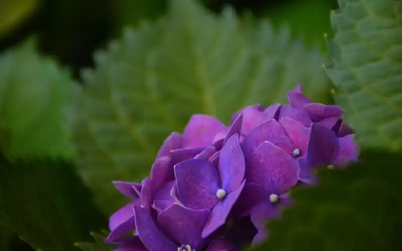 紫色绣球花,花瓣,绿叶 iphone 壁纸