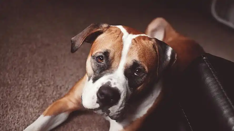 小狗,狗狗,动物,壁纸可爱呆萌的狗狗桌面壁纸