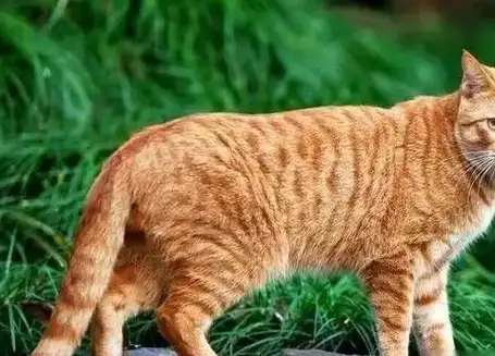 我国的黄狸猫,被称为中国虎斑猫,目前正在申请纯血统认证_猫咪_时候