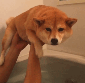 柯基胆怯游泳无奈gif动图_动态图_表情包下载_soogif