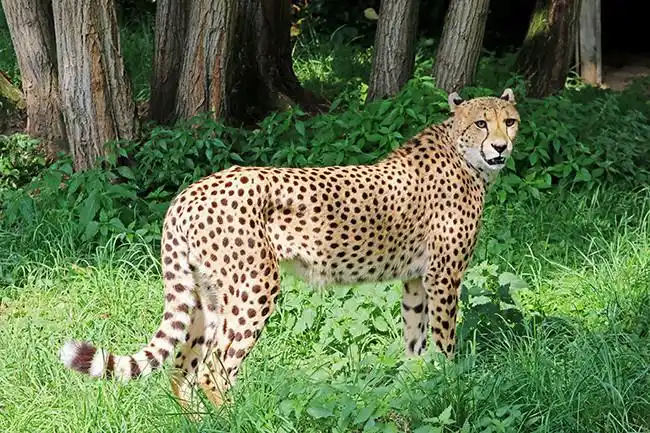 猎豹豹子图片素材