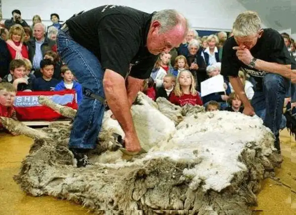 山羊离家出走6年突然裹着棉花球回家可以做几十件毛衣了