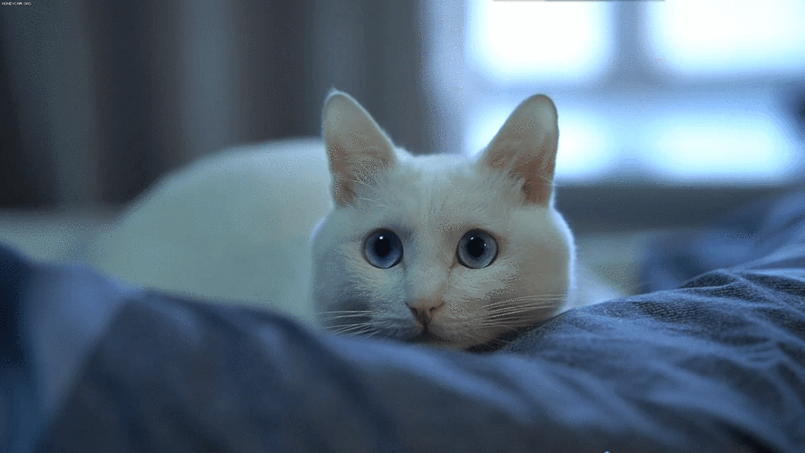 超可爱的猫咪动态壁纸,治愈一切不开心!