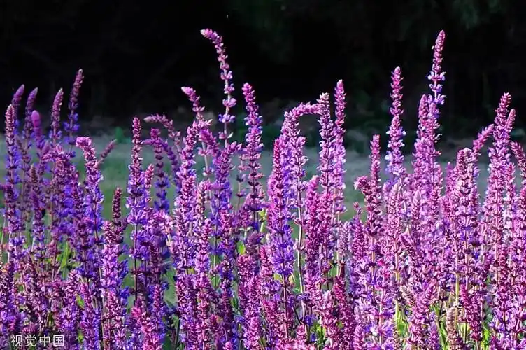蓝紫色调花系"颜值"在线 唐岛湾国家湿地公园鲜花扮