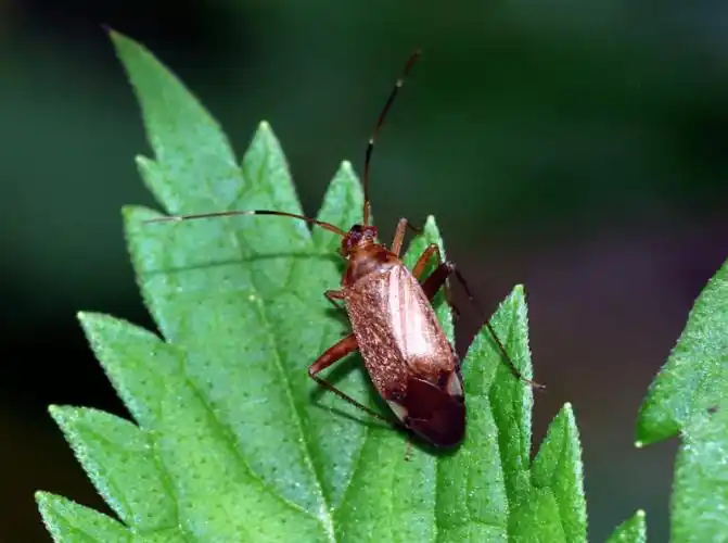 镜头里的大连常见昆虫盲蝽上