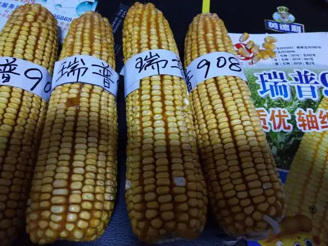 最新审定高产,矮杆玉米品种介绍