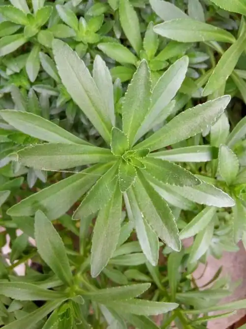 三七草长的挺好的,生命力特顽强,给邻居拔去不少,成活率高.