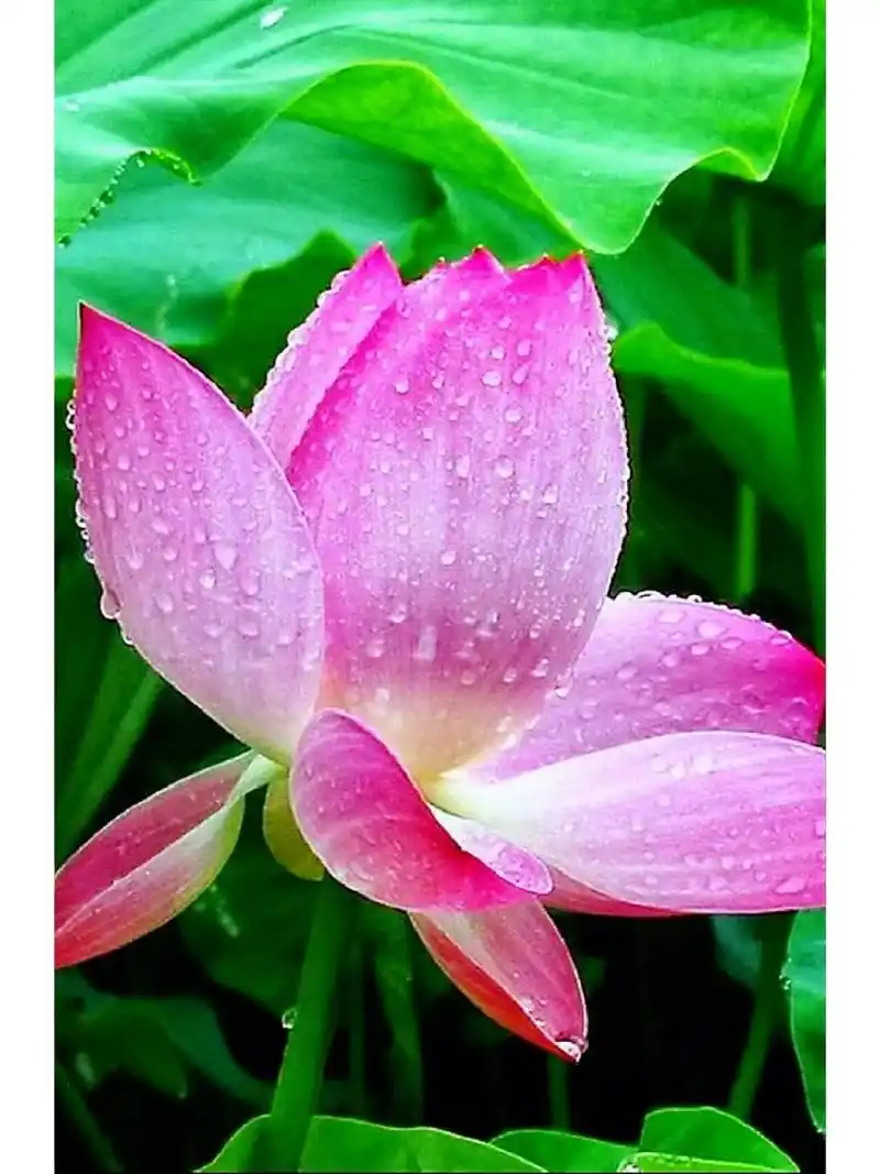 带露的荷花,在晶莹剔透的露珠点缀下,显得格外娇美,美的令人窒息,不忍