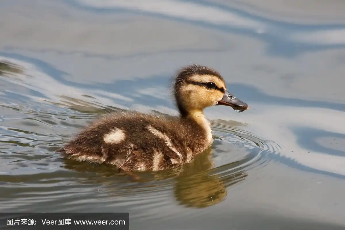 小鸭子在水里游泳