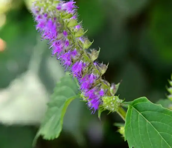 高望界保护区植物-香薷(二)