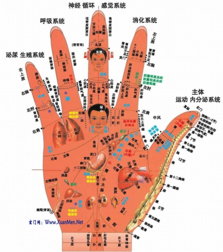 中医,全息,整脊,手诊,足疗,耳诊,耳穴