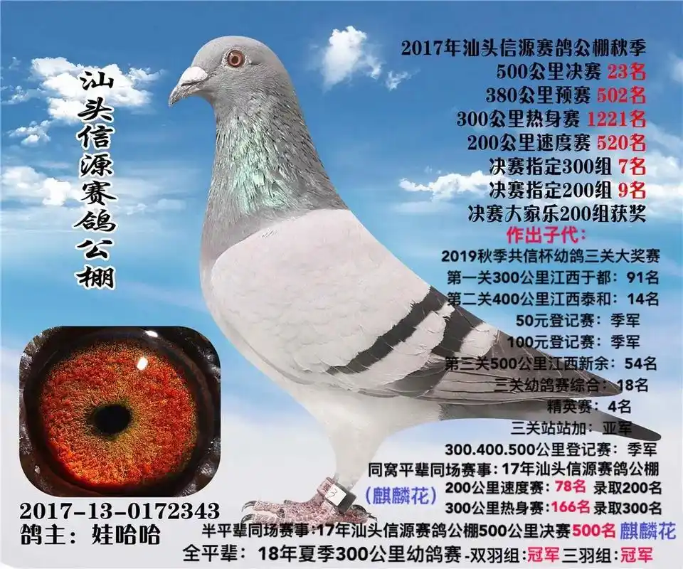 2017-2021年连续5年公棚入赏 每年都是送羽数不多,今 - 抖音