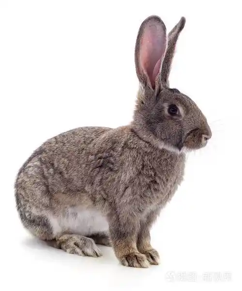 一只灰色的兔子