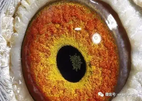 只要是眼志挂黄色或者全黄色的鸽子,就能有好的发挥,并且状态好能进去