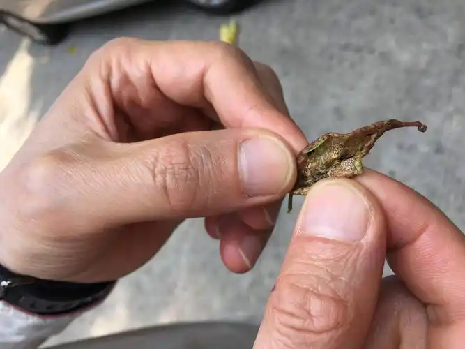 春日渐暖,这种黑色小虫子频出没!禅城园林教你防黑"马"!