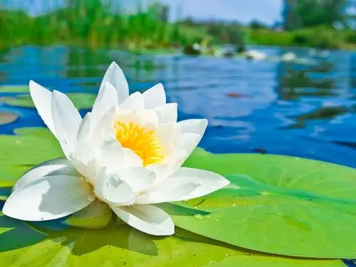 白莲花微距摄影,绿色的叶子,池塘,水 壁纸